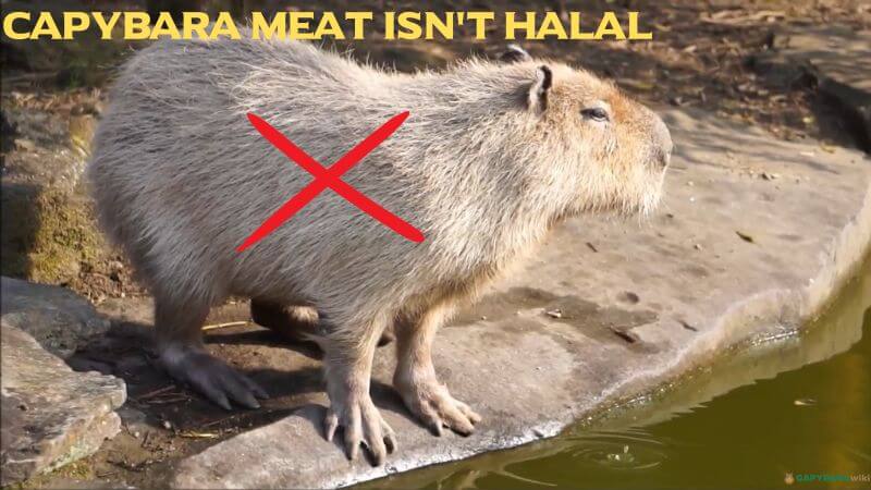 Capybara Meat is not Halal in islam