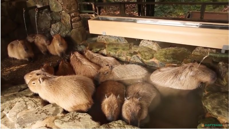 Capybara sleeping in water