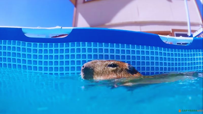 Capybara swimming in the pool