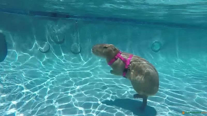 Capybara underwater
