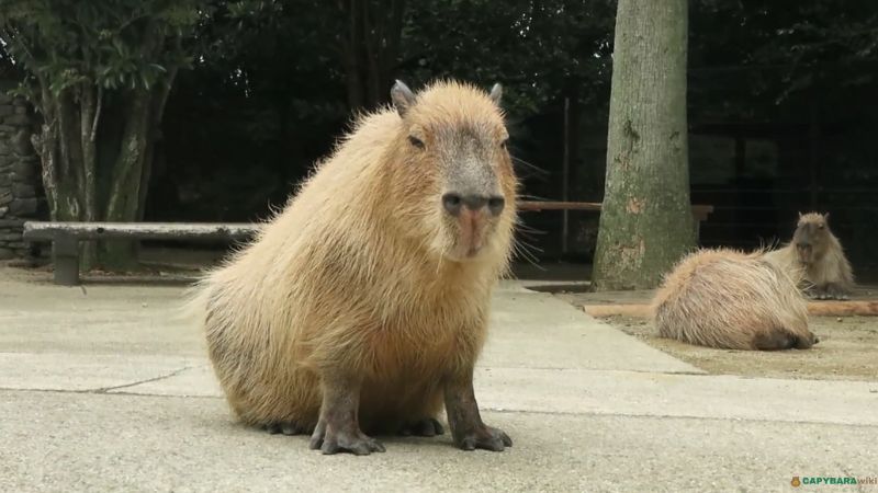 Do people eat capybara