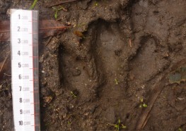 Capybara Footprint