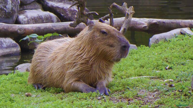capybara hydrochoerus hydrochaeris