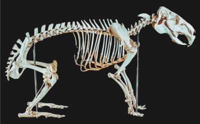 Capybara Skeleton