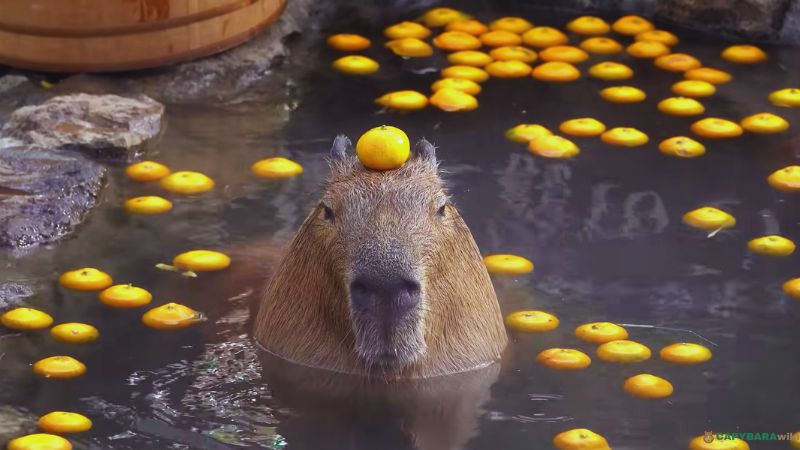 Capybara swim with oranges